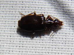 Image of Ground beetle