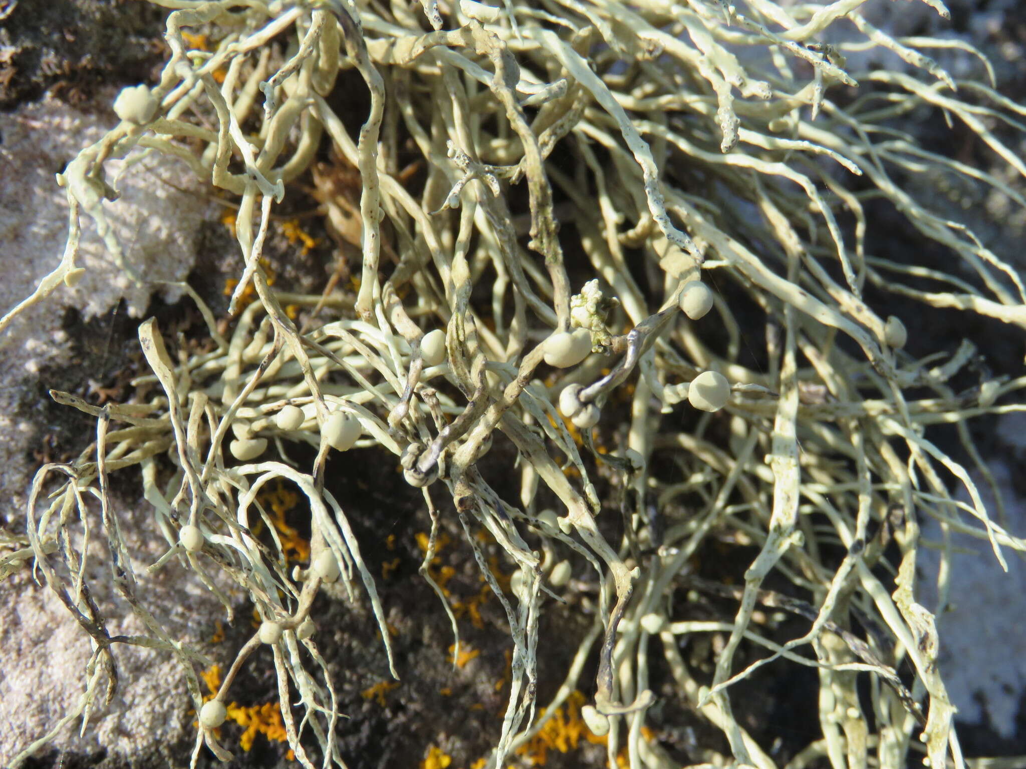 Image of Ramalina cuspidata (Ach.) Nyl.