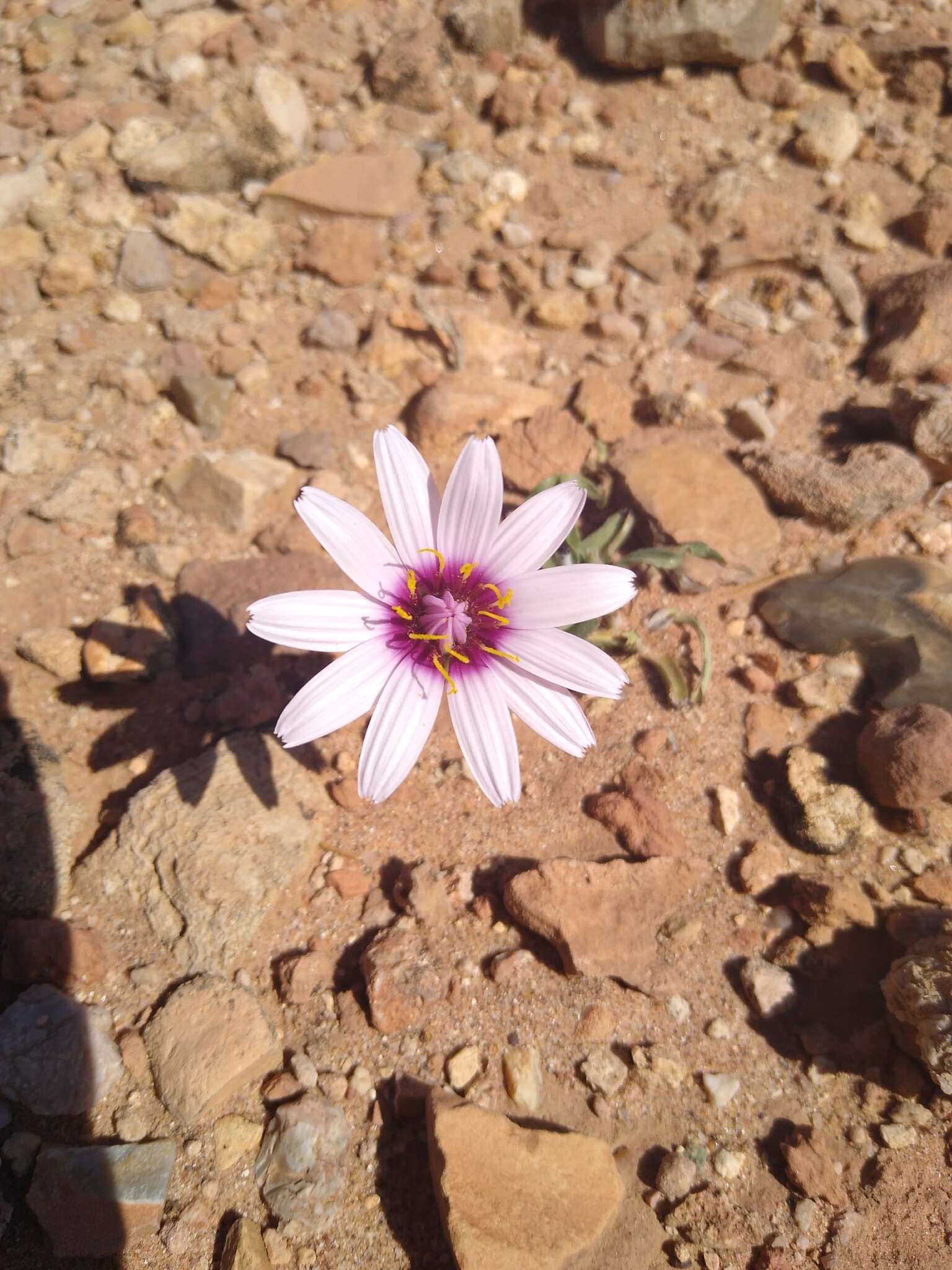 Image of Pseudopodospermum undulatum (Vahl) Zaika, Sukhor. & N. Kilian