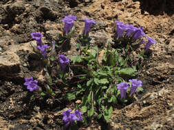 Imagem de Campanula tubulosa Lam.