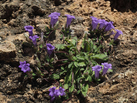 Image of Campanula tubulosa Lam.