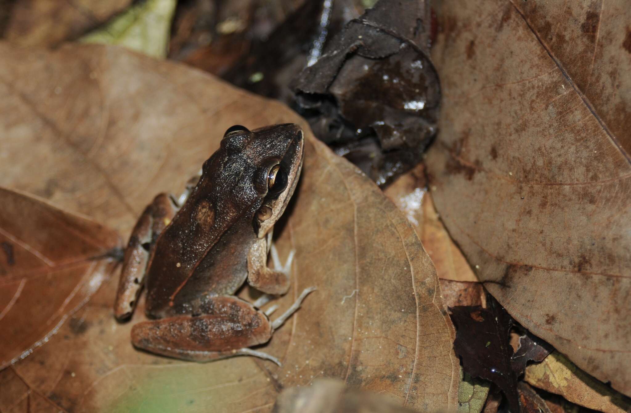 Image of Amazonian White-lipped Frog