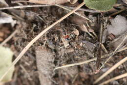 صورة Eremocoris abietis (Linnaeus 1758)