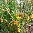 Image of Hermannia linifolia Burm. fil.