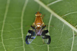 Image of Walnut Husk Maggot