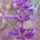 Image of Ocimum serratum (Schltr.) A. J. Paton