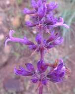 Image of Ocimum serratum (Schltr.) A. J. Paton