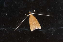 Image of Lecitholaxa thiodora Meyrick 1914