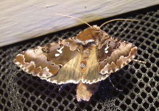 Image de Autographa corusca Strecker 1885