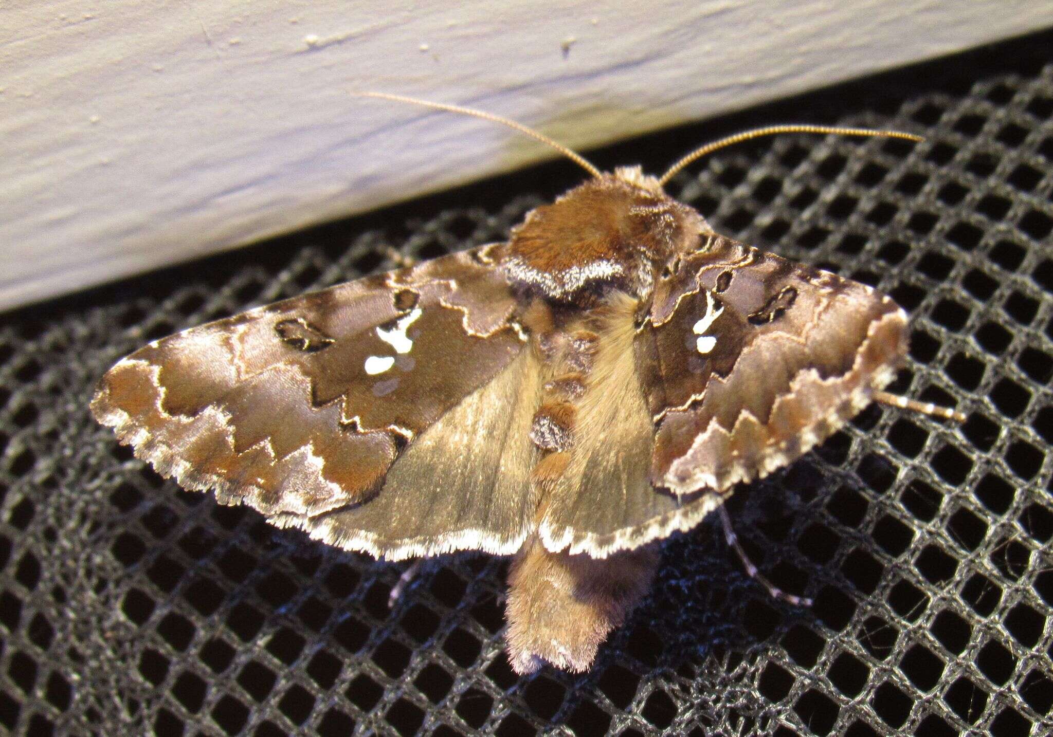 Image de Autographa corusca Strecker 1885