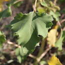 Xanthium orientale subsp. californicum (Greene) Greuter resmi