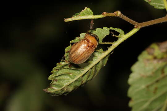 Imagem de Adoretus hirsutus