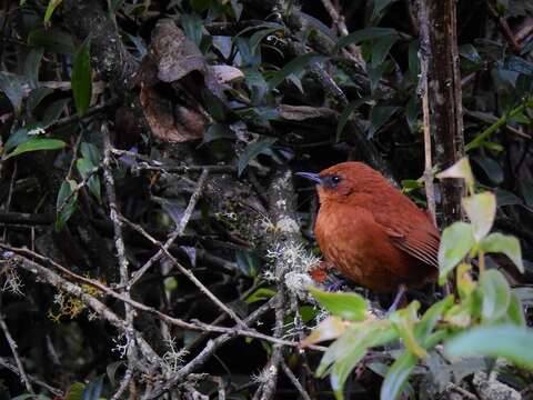 Image of Rufous Spinetail