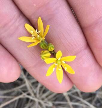 Sivun Triteleia lemmoniae (S. Watson) Greene kuva