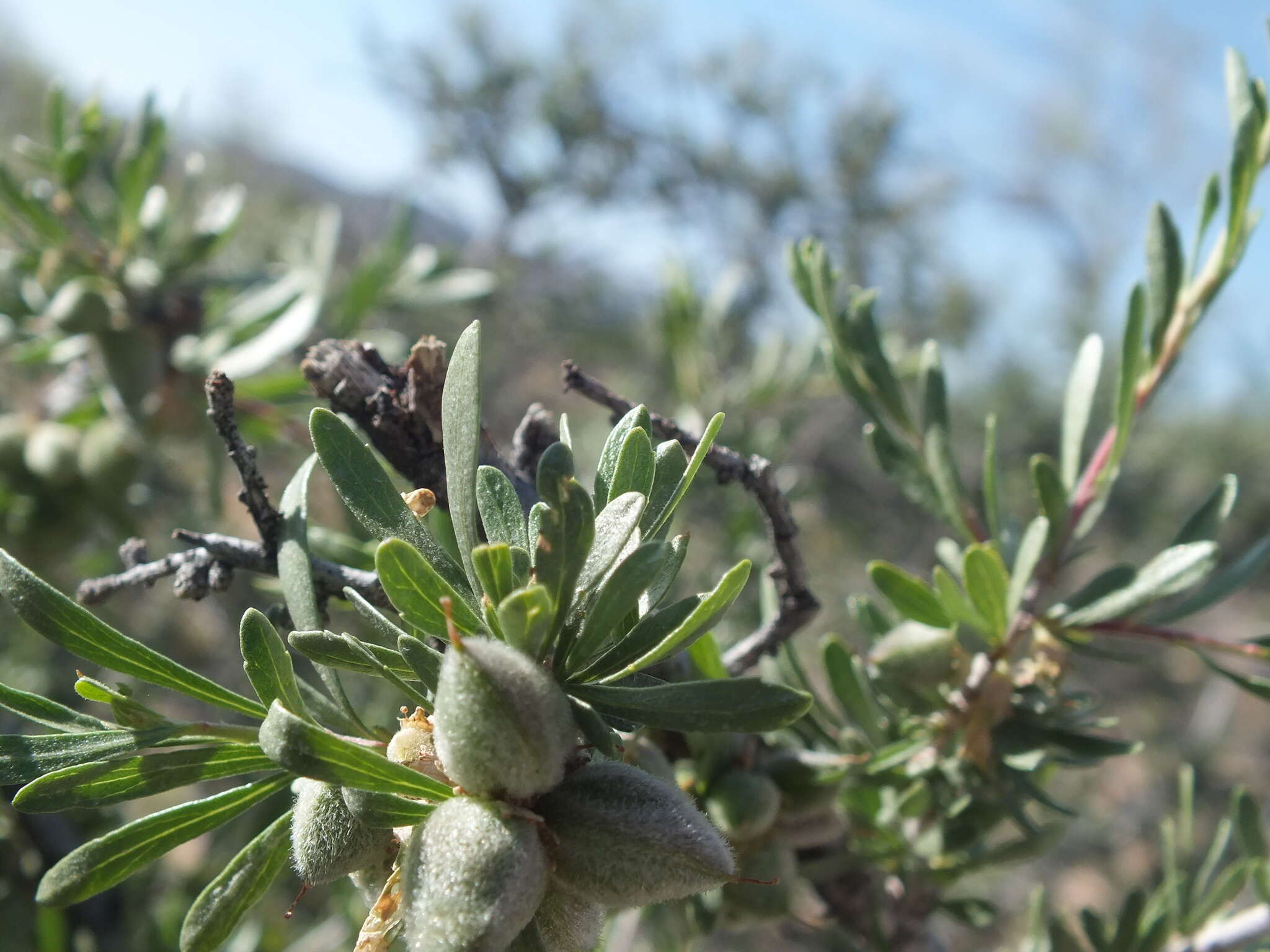 Imagem de Prunus fasciculata subsp. fasciculata