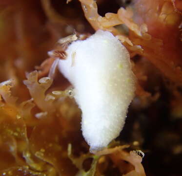 Image of Cadlina flavomaculata MacFarland 1905