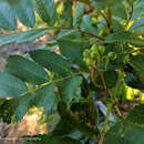 Image of Cascade mountain ash