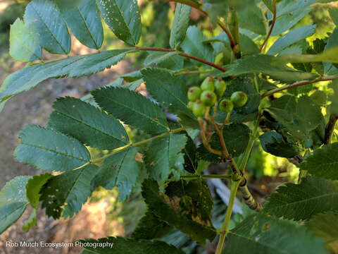 Image of Cascade mountain ash