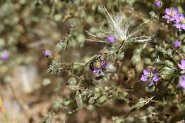 Image of Calliopsis trifasciata (Spinola 1851)