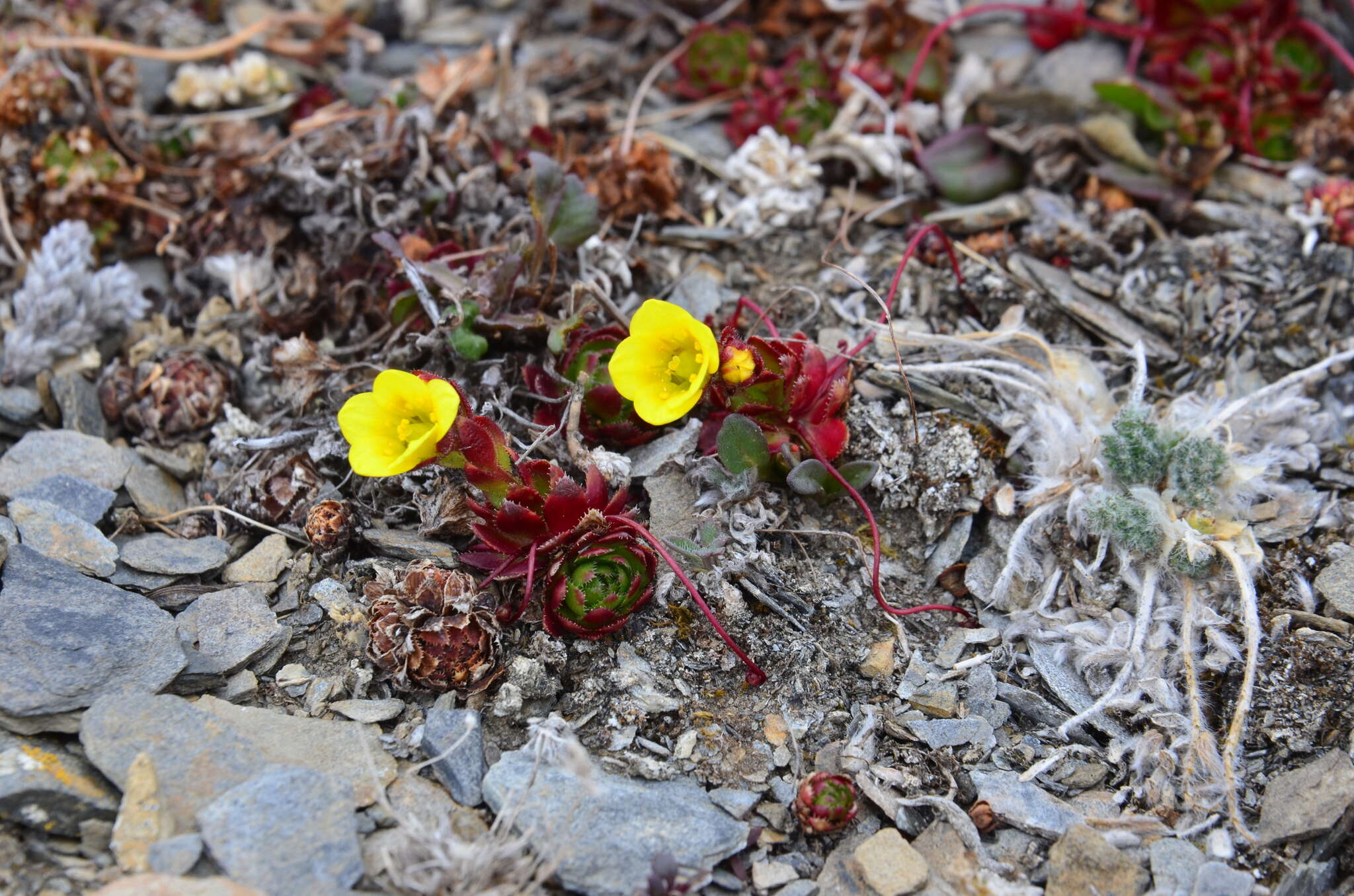 Image of broadsepal saxifrage