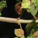 Image of Euphorbia gradyi V. W. Steinm. & Ram.-Roa