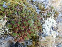 Sivun Saxifraga juniperifolia Adams kuva