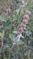 Image of Downy woundwort