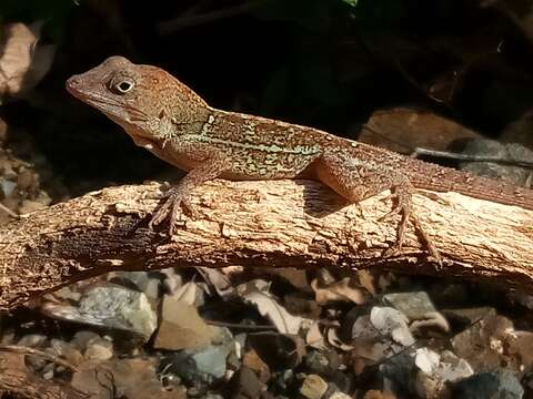 Image of Anolis aridius Köhler, Zimmer, Mcgrath & Hedges 2019