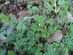 Image of hairyfruit chervil