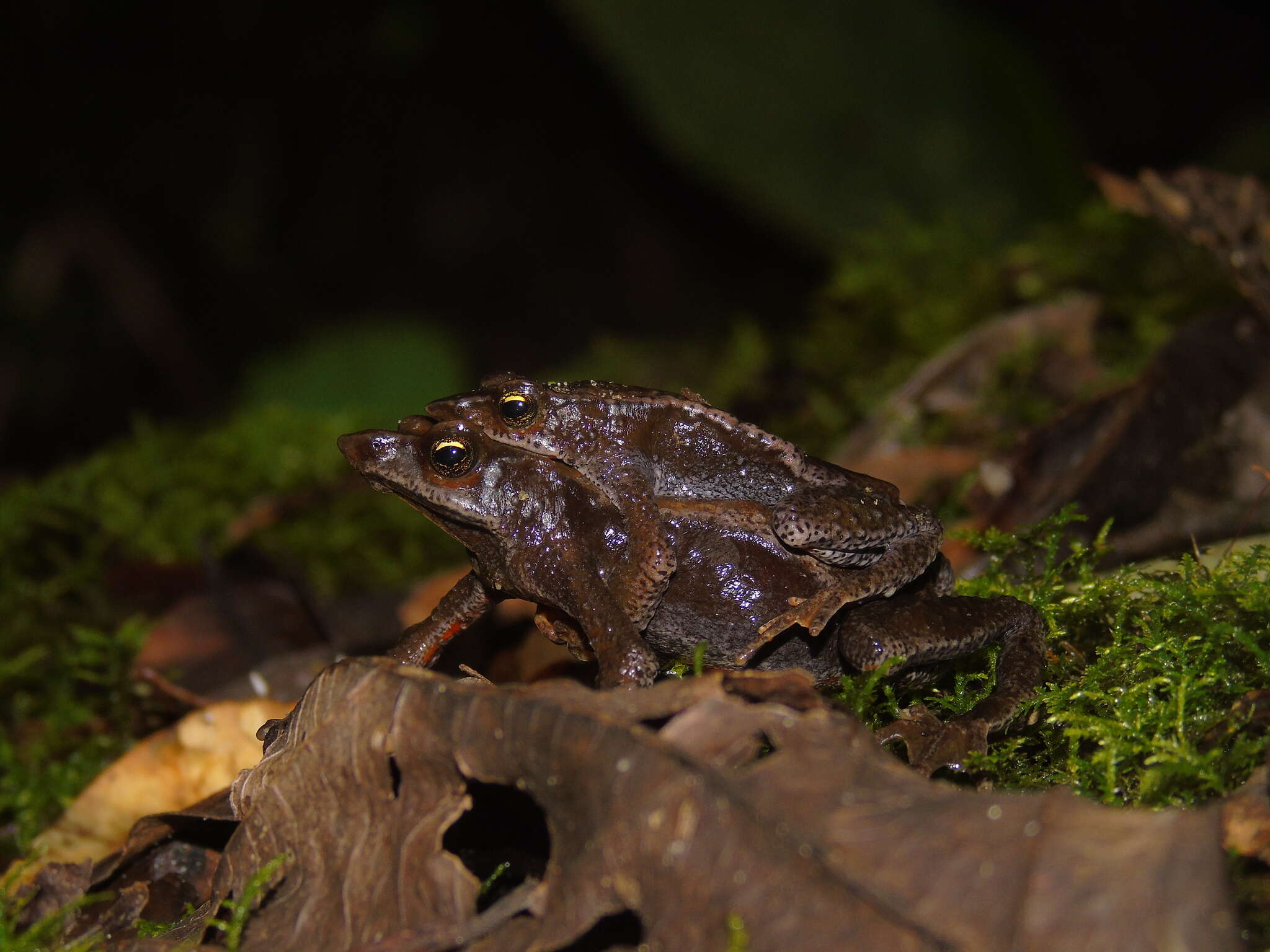Image of Stubfoot toad