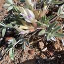 Astragalus welshii R. C. Barneby的圖片