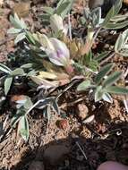 Astragalus welshii R. C. Barneby的圖片