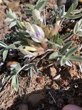 Image of Loa milkvetch