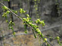 Image of Micromyrtus carinata A. R. Bean