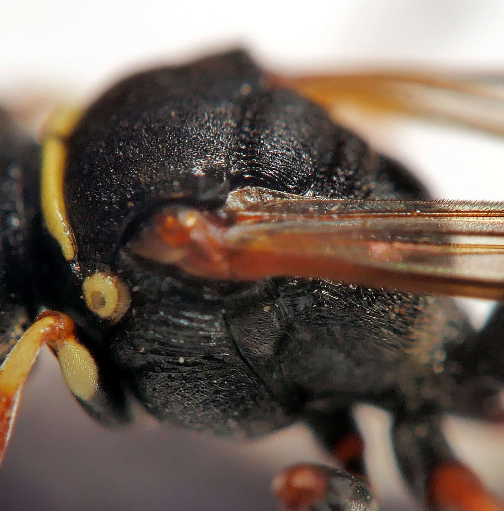 Image of Austrogorytes spryi (R. Turner 1915)