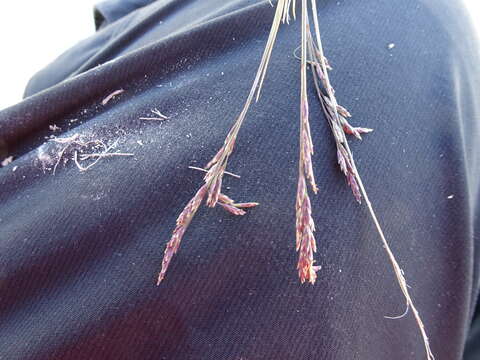 Image of Arctic Alkali Grass