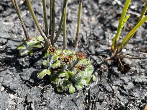 Actinotus bellidioides (Hook. fil.) Benth. resmi