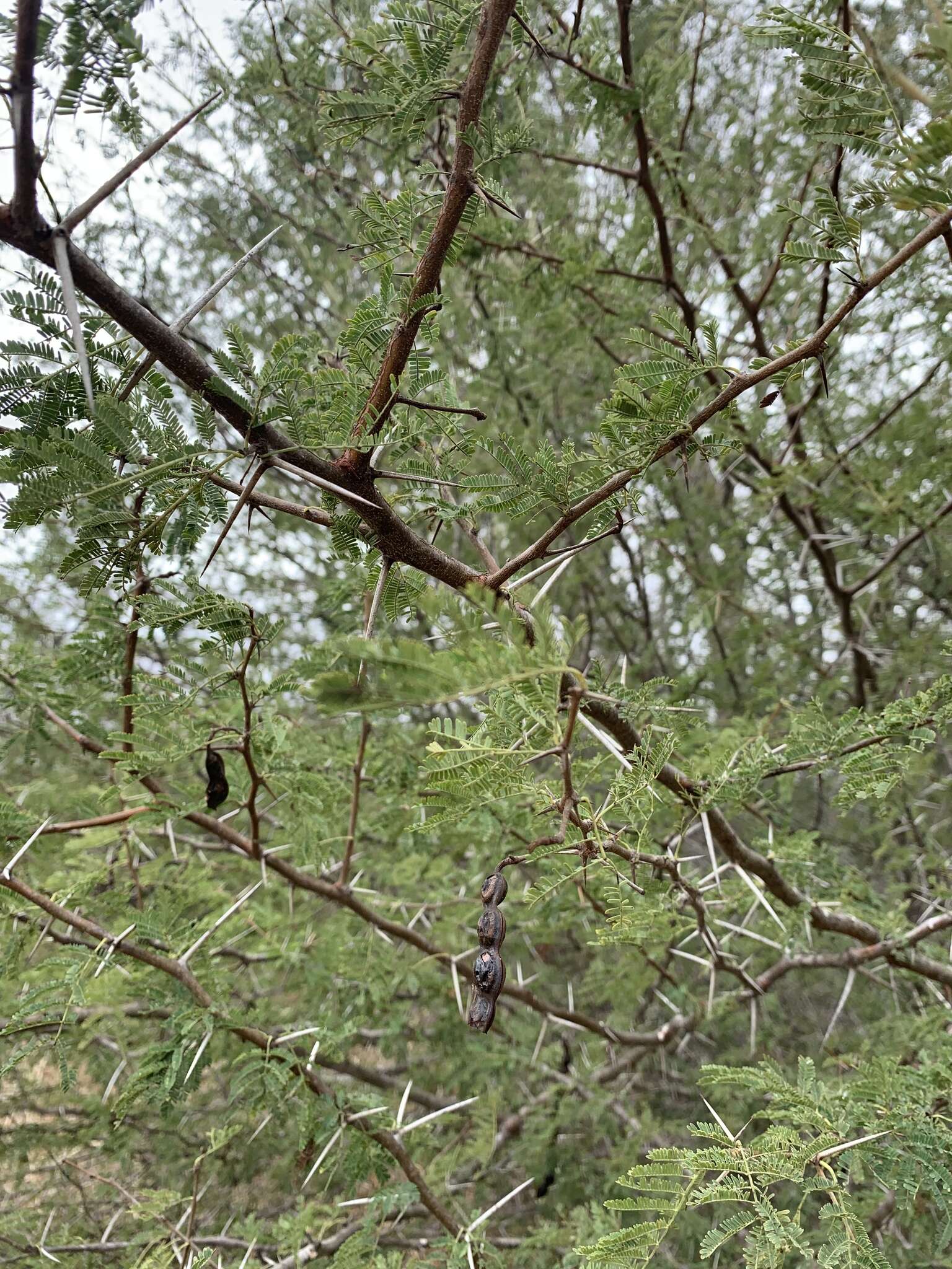 Image of Vachellia nilotica subsp. kraussiana (Benth.) Kyal. & Boatwr.