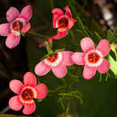 Image de Pelargonium incarnatum (L.) Moench