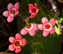 Image of Pelargonium incarnatum (L.) Moench