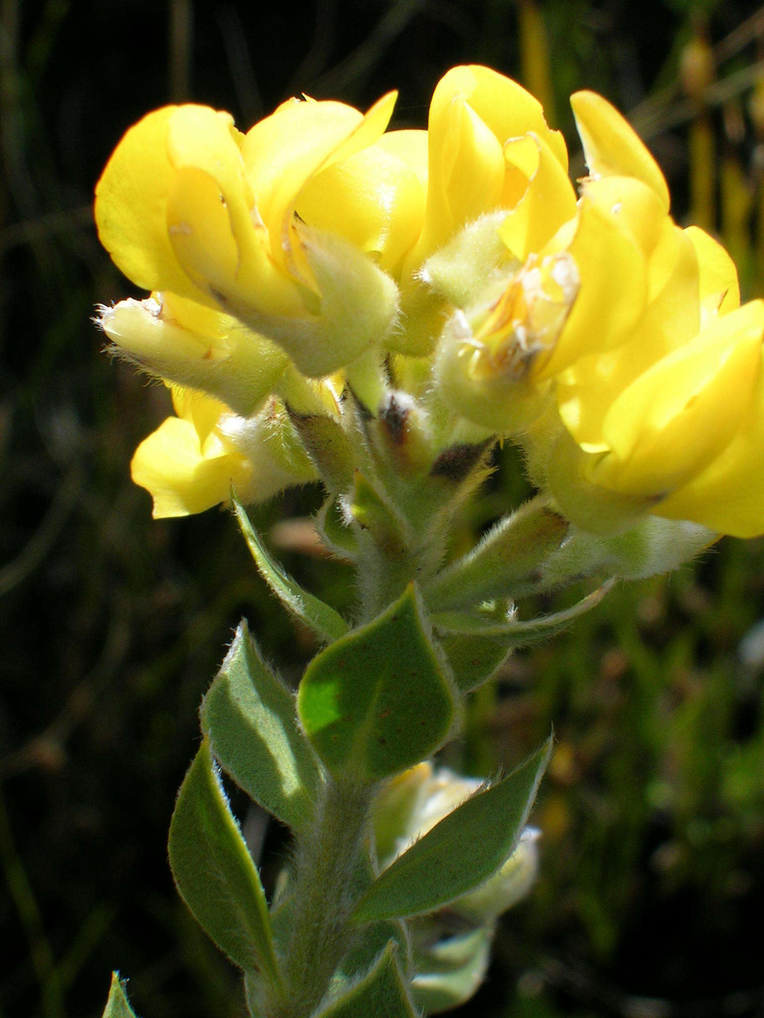 Image of <i>Liparia latifolia</i>