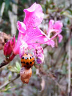 Image of Ladybird beetle