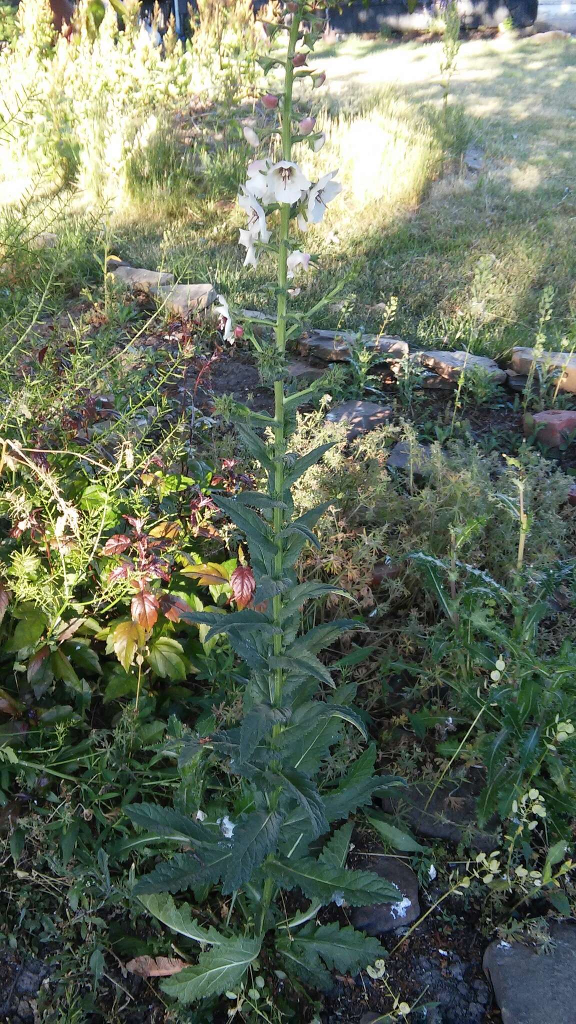 Imagem de Verbascum blattaria L.