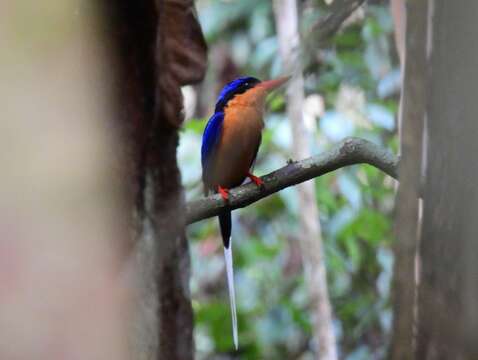 Image of Buff-breasted Paradise Kingfisher