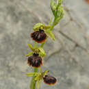 Sivun Ophrys sphegodes subsp. epirotica (Renz) Gölz & H. R. Reinhard kuva