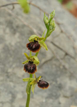 Image of Ophrys sphegodes subsp. epirotica (Renz) Gölz & H. R. Reinhard