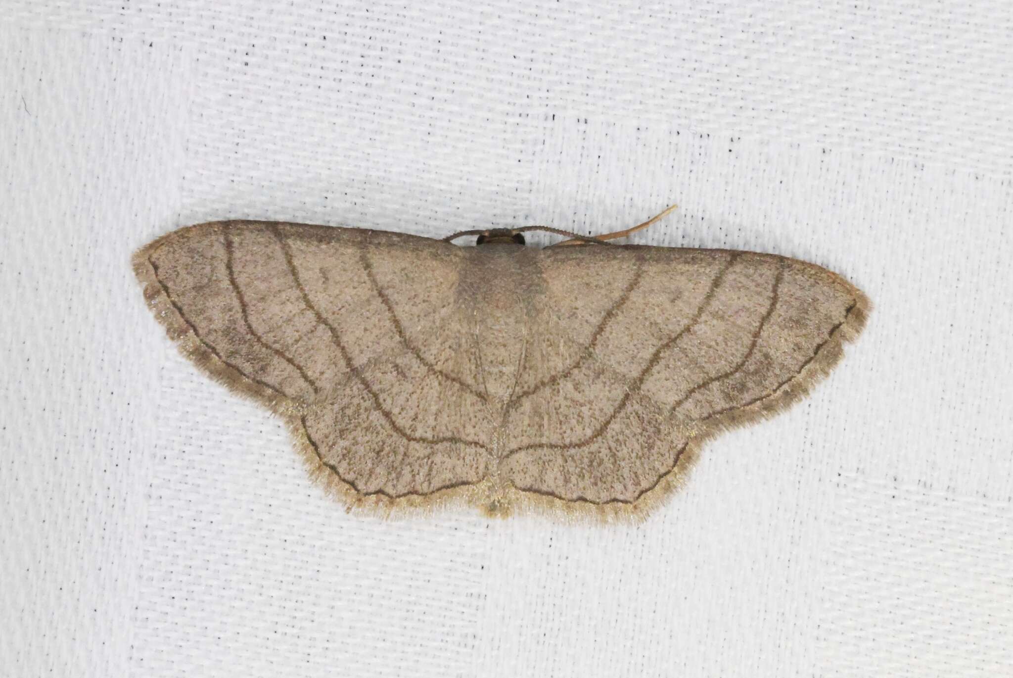 Image of Scopula mecysma Swinhoe 1894