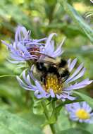 Imagem de Bombus vagans bolsteri Franklin 1913