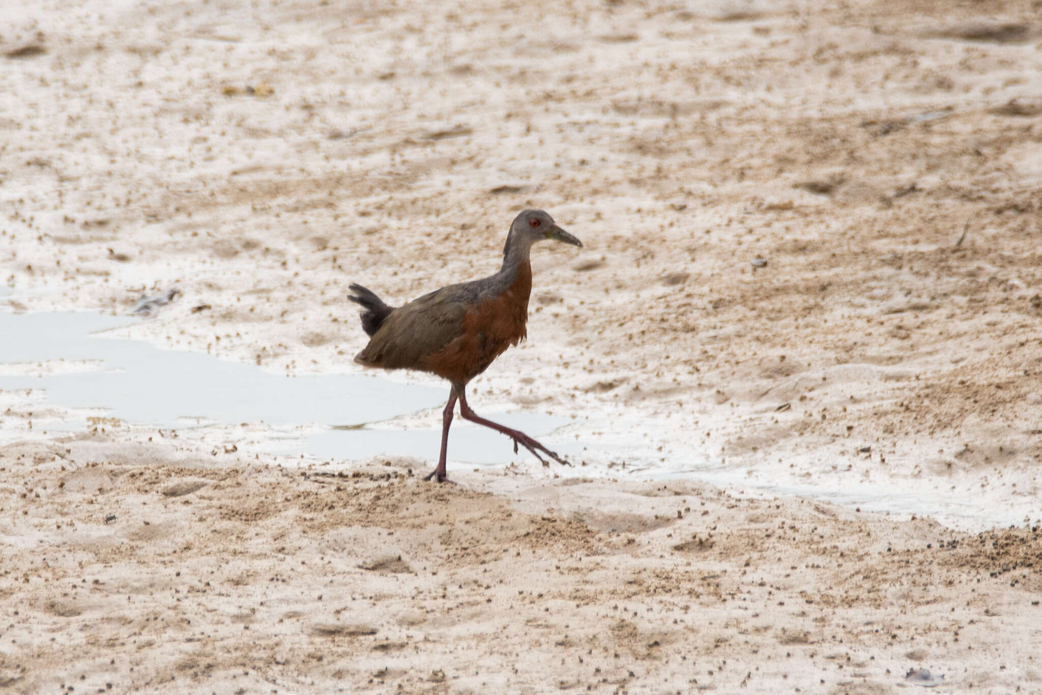 Image of Little Wood Rail