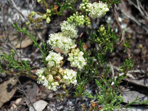 Image of Woody wireweed